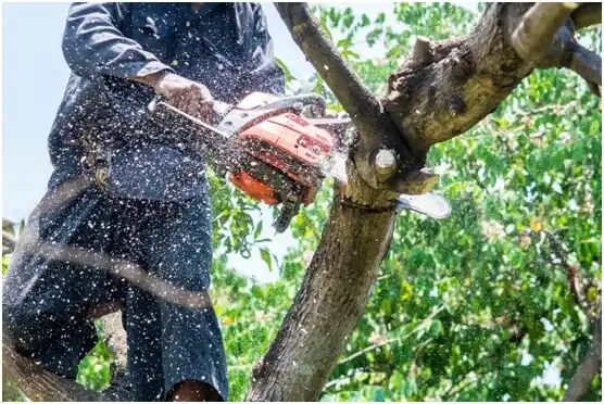 tree services Holladay